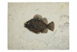 Elegant Fossil Fish (Cockerellites) - Wyoming #251901-1
